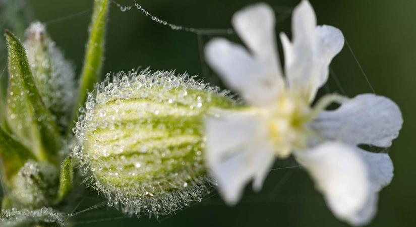 Káprázatos fotókon a hajnali természet - gyere, éld át velünk a csodát! (galéria)