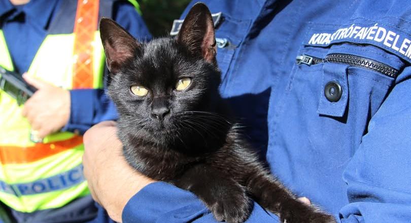 Macska okozott tüzet egy pécsi lakásban: ez az eszköz volt a baj forrása