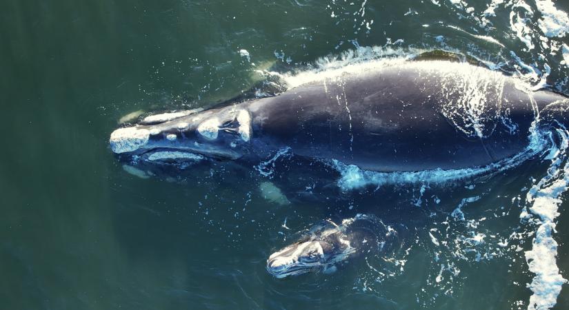 A grönlandi bálnák rejtik a hosszú élet titkát, amely az embereknél is működhet