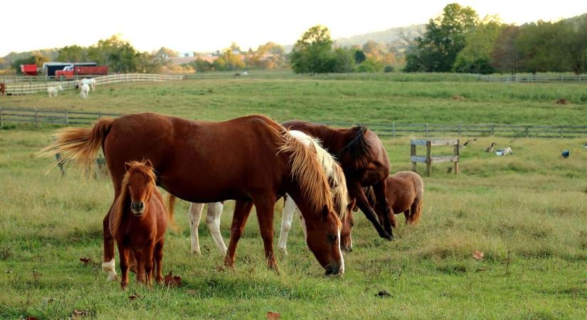 Régi társ új szerepben: a ló helye a jövő mezőgazdaságában