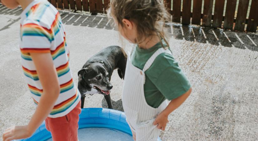 Rémdrága hónapok várnak a magyar kutyásokra: nincs mese, ezt kell kifizetni 2025-ben