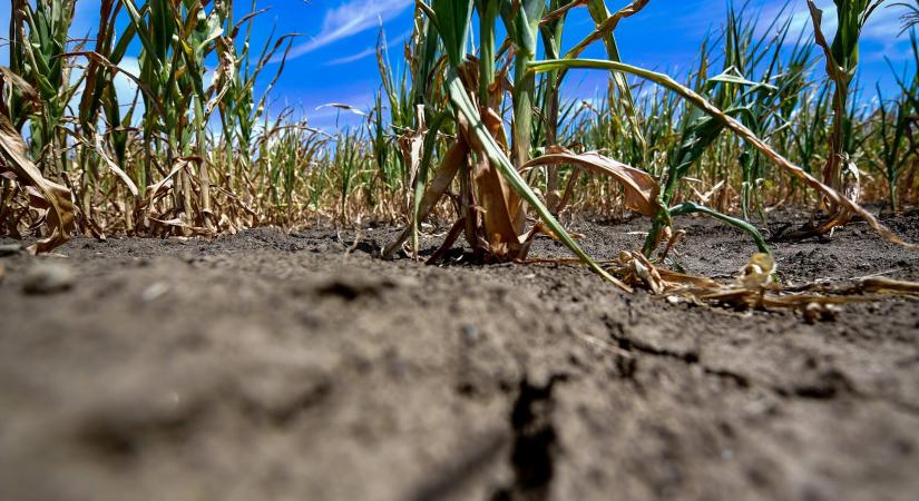 Eltűnt az Alföld két meghatározó rovarfaja, szavannává kezd válni a hőhullámok után