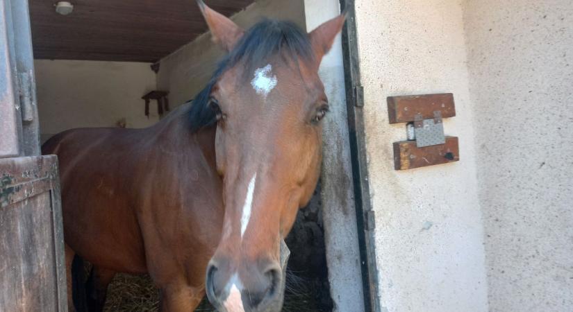 A lószeretet és a lovaglás családi hagyomány Jármyéknál