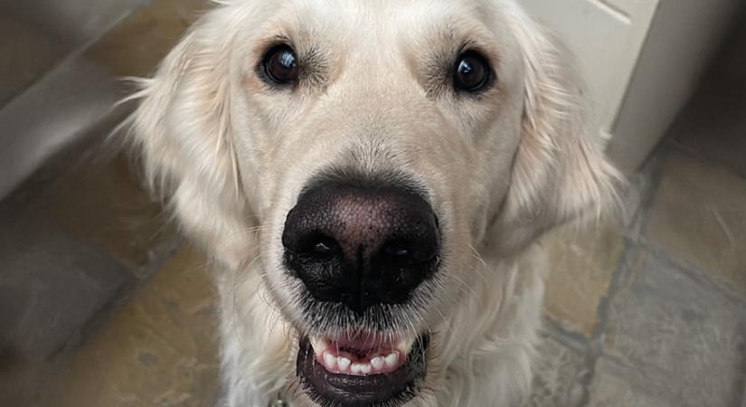 Négylábú hallgató tűnt fel a debreceni agrárkaron