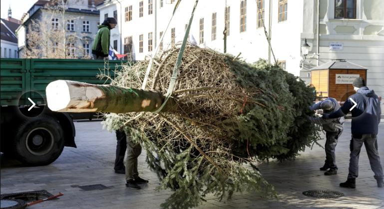 Döbbenet! A főváros 11 ezer euóért vásárolta a pozsonyi Fő teret díszítő karácsonyfát