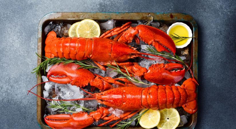 Szereted a homárt? Kétszer gondold meg ezután: mikroműanyagokat találtak benne