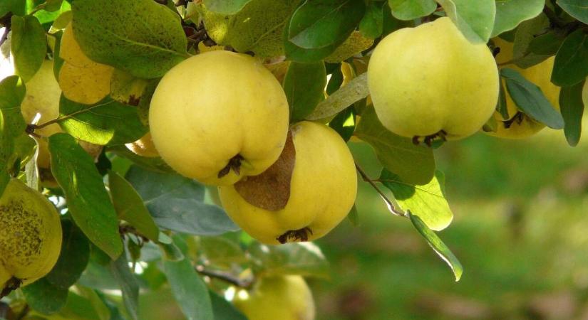 Három módszer: így készül a tökéletes házi birsalmalé