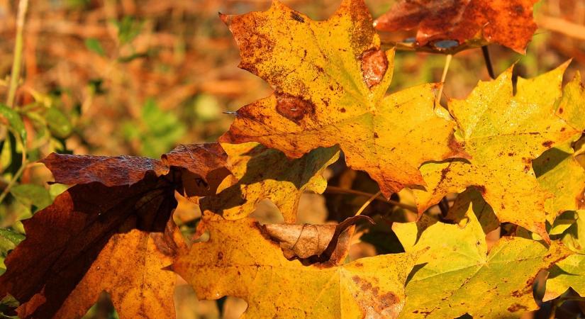 Így lesz a lombból arany: dekor és talajtakarás egyszerre