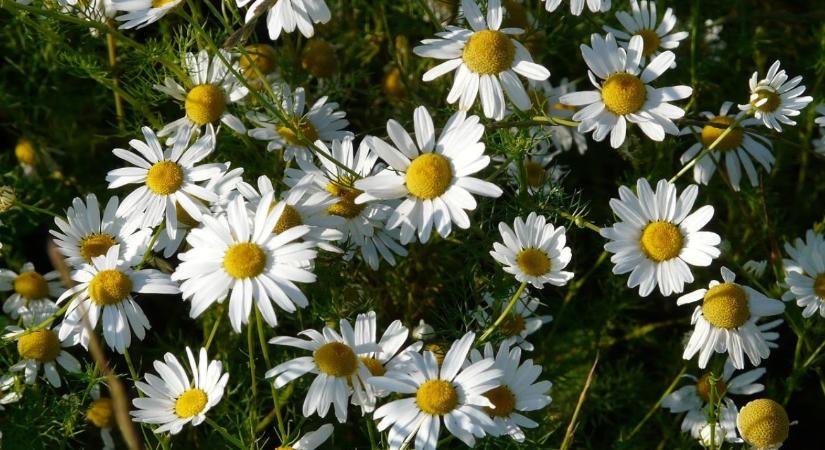 Kamillabetakarítástól a szeparálásig: így működnek a korszerű gyógynövény-feldolgozók