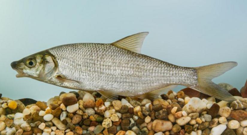 Év hala szavazás: erre a három pikkelyesre lehet voksolni