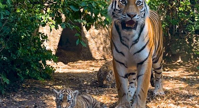 Tanulmányi versenyt hirdetett a budapesti állatkert