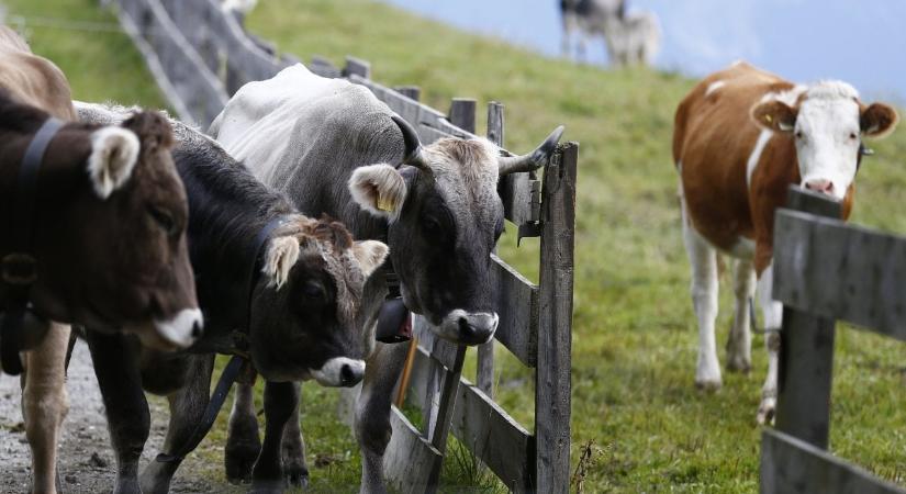 Terjed a szarvasmarha-fertőzés: újabb területeken oltanak Spanyolországban