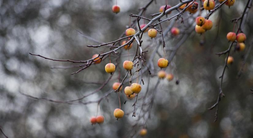 Ha ezt a teendőt elmulasztja a kertben, jövőre elbúcsúzhat a gyümölcsterméstől