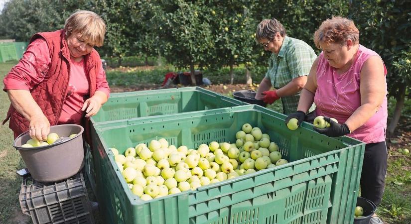 Komoly veszteséget szenvedtek el a szabolcsi gyümölcstermesztők, felmérést végez a kamara - itt a határidő!