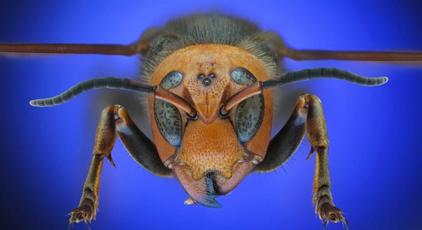 Halálos vakáció Laoszban: Óriásdarazsak öltek meg egy apát és fiát