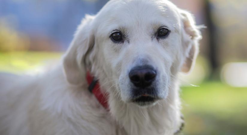 Morgással jelzi a kutya a gazdinak,„vészhelyzet” van: pusztító az oka - Videó