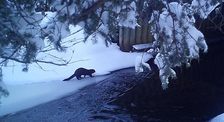 Kihaltnak hitték a ragadozót, most vadkamera leplezte le a rejtőzködő állatot
