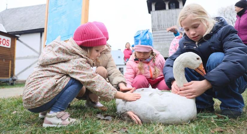 Márton-napi vigasság Sóstón: ennek a napnak csak a libák nem örültek! (fotók és videó)