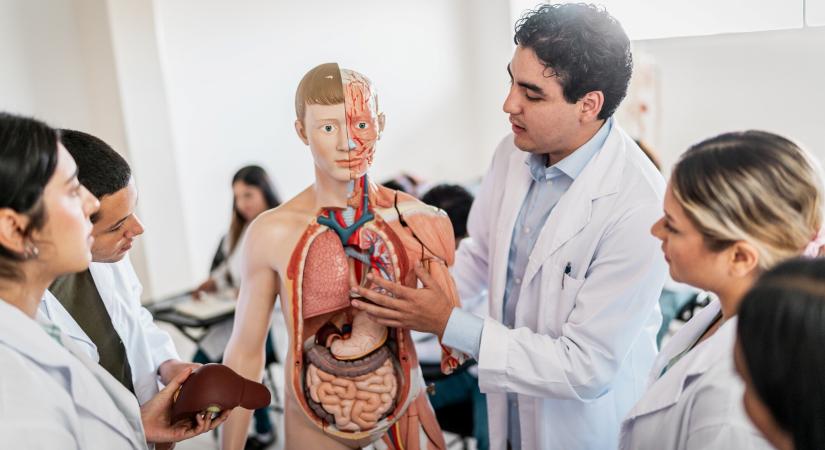 Tüdő, vese, máj: melyik a kakukktojás? – Teszteld a tudásod!