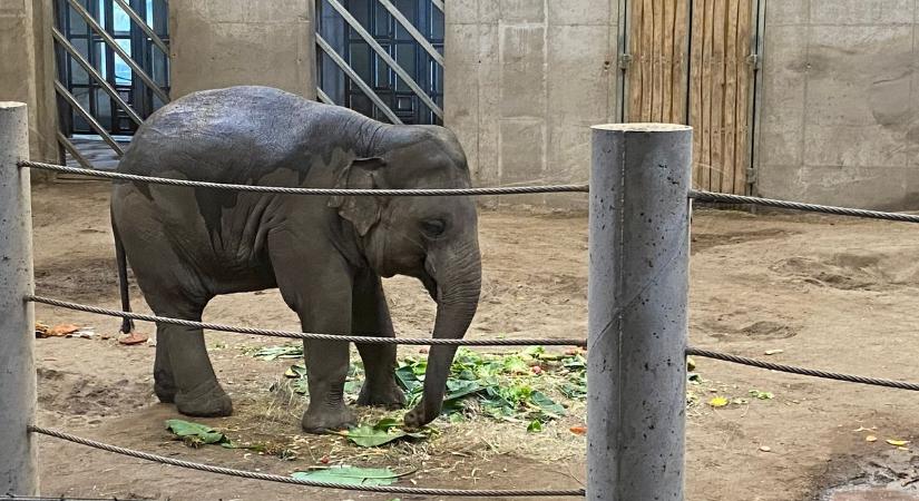 Amikor Arun, a kis elefánt meglátta a tortáját, olyat tett, amire senki sem számított – galériával, videóval