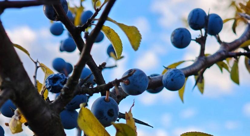 Téli bejelentkezés: eső, szél és hűvösebb fordulat vármegyénkben
