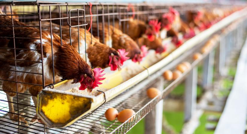 Gyakran eszel tojást? Akkor ezzel nem árt tisztában lenned