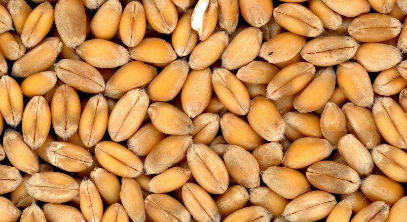 Új szárazságtűrő búzavonalat fejlesztettek a HUN-REN Agrártudományi Kutatóközpont Mezőgazdasági Intézet kutatói