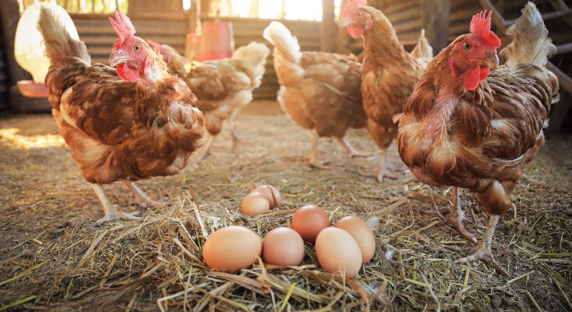 Vajon forradalmasíthatja az osztott takarmányozás a tojástermelést?