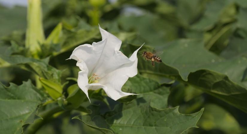 Online adatbázis segít felismerni a mérgező növényeket