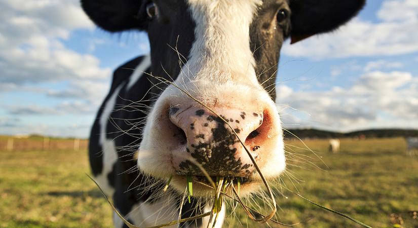 Új fertőzést találtak, jöhet az újabb oltási hullám a betegség ellen