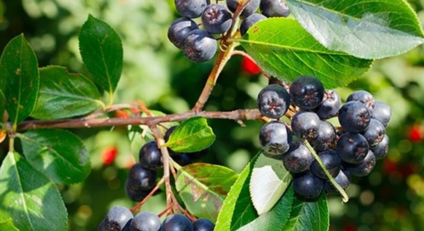 Ez a gyümölcs a vércukorszintet és a vérnyomást is csökkenti