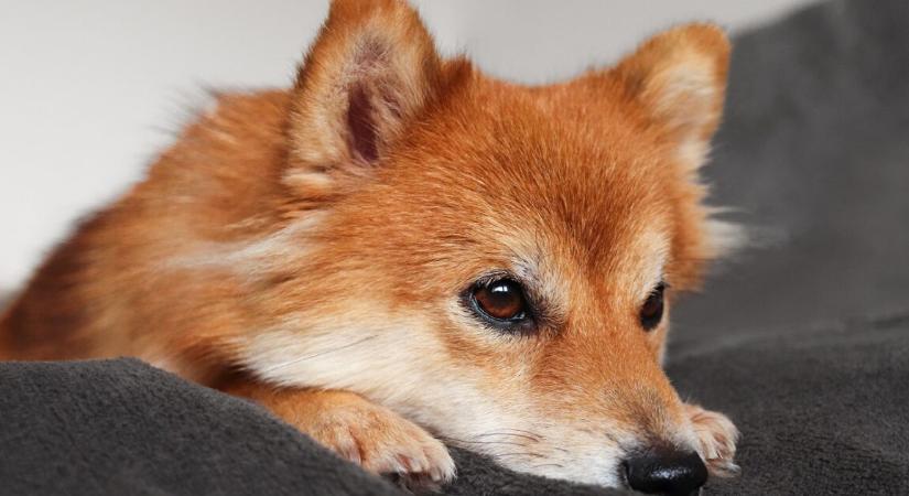 A kutyák gyakran elrejtik a szorongásukat – így ismerheted fel időben