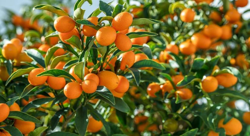 Orvosi vélemény – egy bizonyos gyümölcs, ami úgy hat, mint a gyógyszer