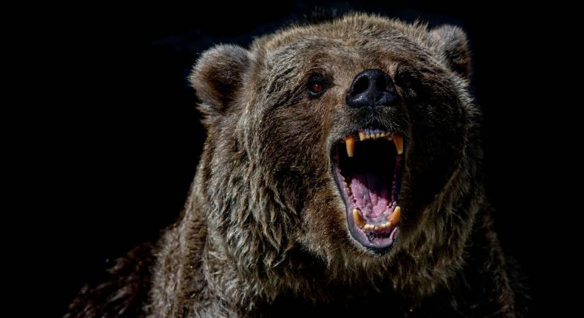 Hősies fiatal sietett barátja segítségére, miután megtámadta őket egy medve