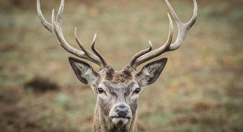 Félelmetes parazita jelent meg Magyarországon: durva, mit csinál