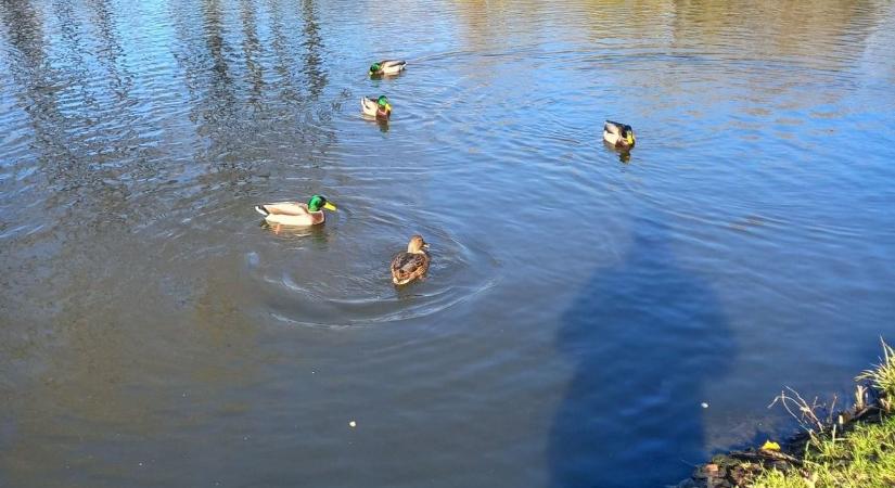 Ne etessük a vízimadarakat ősszel sem, inkább óvjuk meg őket!