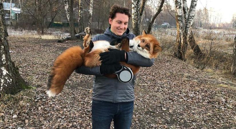 Mit nekünk veszettség..., hódít a rókasimogatás, ez az újabb őrület – vajon biztonságos?