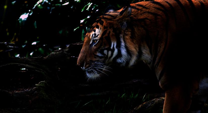 Képeken a különleges fekete tigrisek