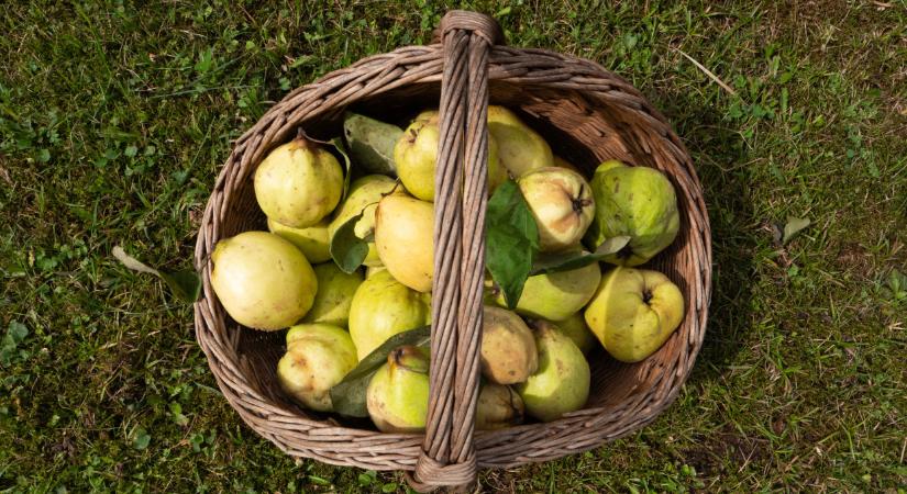 Érik a magyar kertek elfeledett szuperfoodja, de tényleg ehető nyersen a birs? Most lerántjuk a leplet