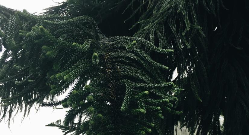 Haldoklik a milliókat érő somogyi csodafa