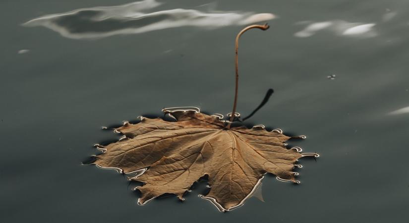 Hol bukkanhatnak fel a NAV revizorai a 46. héten?