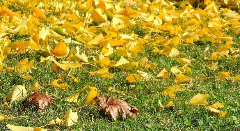 Ne dobjuk el! Készítsünk mulcsot falevélből