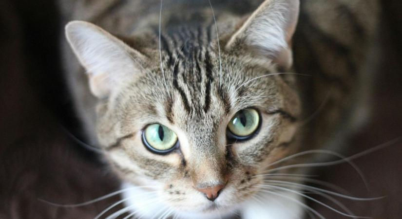 Mit lát a macskád, amikor rád néz? Meghökkentő, mennyire másképp érzékel minket