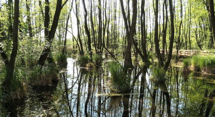 Képtelenség megszabadulni ettől a veszélyes állattól: lakossági ellenállás nehezíti a gyérítést