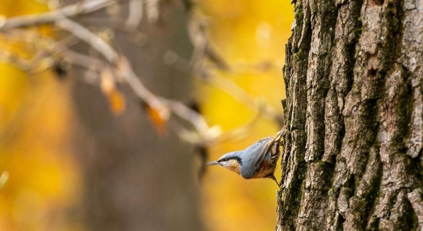 Milyen időjárás lesz ma Pécsen? Csendes, hűvös, de kellemes őszi vasárnap vár!