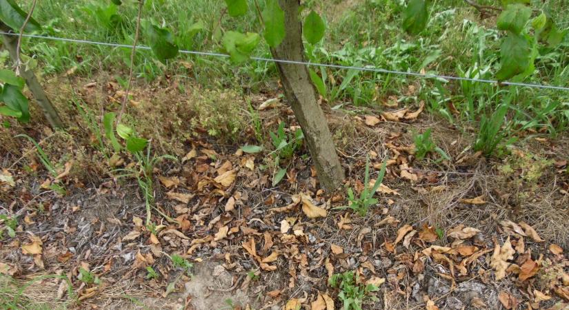 Mit csinálnak télvíz idején a növénykórokozók?