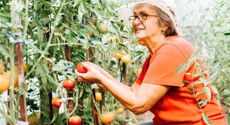 Anya nem kap támogatást a gazdaság átadásáért?
