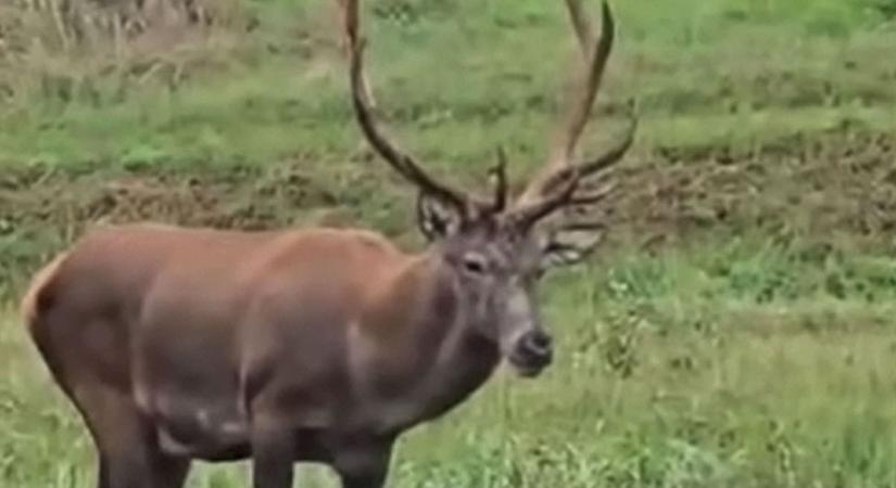 Senki sem tud róla! Eltűnt Rudolf, a bonyhádiak patakból kimentett, kedvenc szarvasa!