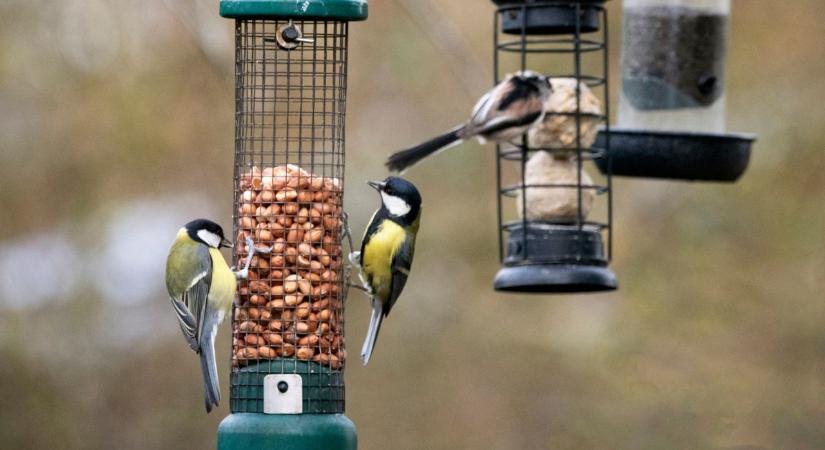 Így segíts a cinkéken télen – egy apró mozdulat, amivel életeket menthetsz
