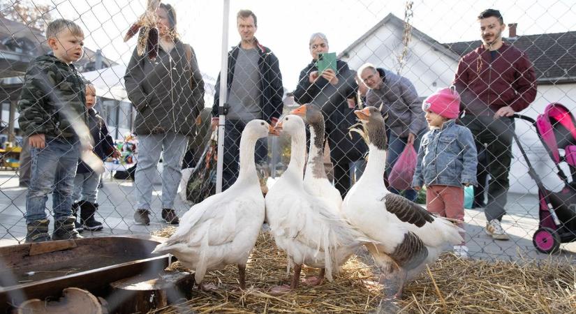Régi idők hangulata: élő libák elevenítették meg a Márton-napi legendát (galéria, videó)